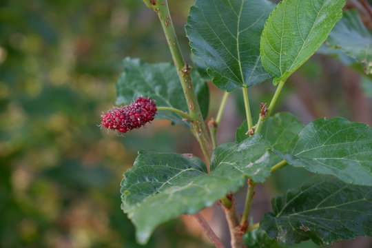 Mulberry