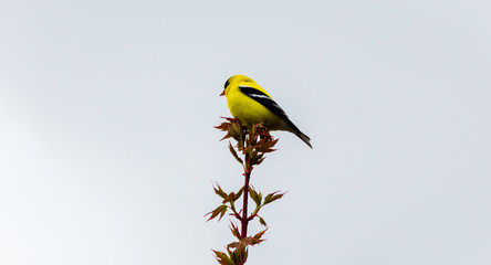 American Goldfinch on a Tree