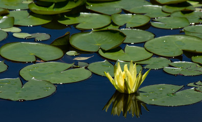 Yellow flower floating on top of a lake surrounded by leaves