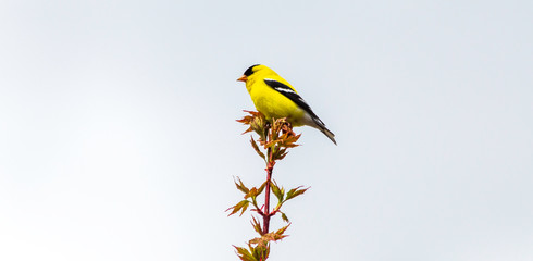 American Goldfinch on a Tree