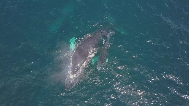 Humpback Whale and Calf Watching off Isla Conadora, Las Perlas Panama Drone Aerial View