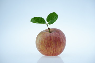 apple on a white background