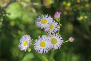 ハルジオンの白い花