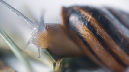 close up of snail face 