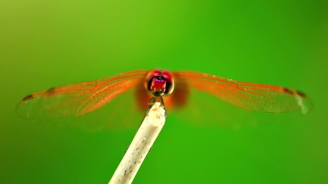 Dragonfly red scarlet darter insect closeup macro isolated outdoors with green nature backdrop. Insect footage.
