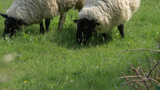 A Couple Of Suffolk Sheep Grazing On The Green Pasture In Croyde, Devon, UK.- close up shot