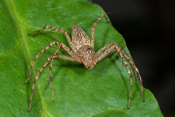 Macro Photo of Spider on Green Leaf