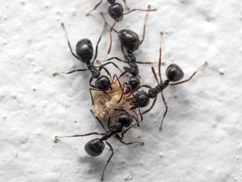 Macro Photo of Group of Black Ants Help Each Other to Transport Food