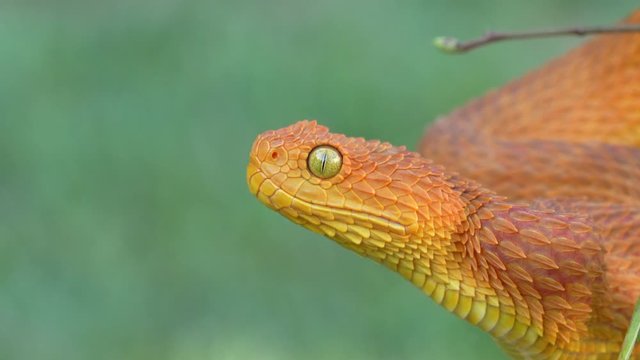 Venomous Bush Viper Snake (Atheris squamigera) opening mouth 4K Video
