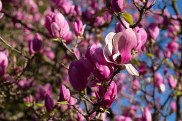 Pink blooming Magnolia tree