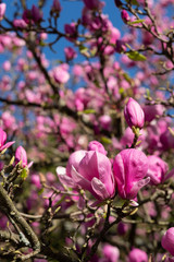 Tree of pink blooming Magnolia in spring