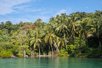 Coconut palms grow on a remote island in Raja Ampat, Indonesia. This tropical area is known as the heart of the Coral Triangle due to its high marine biodiversity.