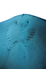 Portrait close up cute tropical sea ocean animal Stingray fish smiling to camera and swims against the glass of the aquarium