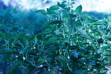 Chilli Tree Sri Lanka