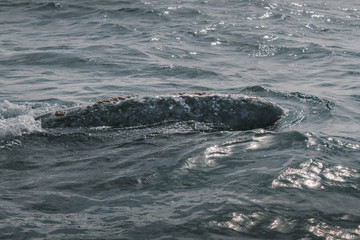 Obraz premium Rostrum of the Whale. Whale's head. Grey Whale birthing area. Laguna ojo de liebre. Guerrero Negro. Baja California Sur. Mexico.