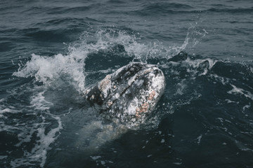 Rostrum of the Whale. Whale's head. Grey Whale birthing area. Laguna ojo de liebre. Guerrero Negro. Baja California Sur. Mexico.