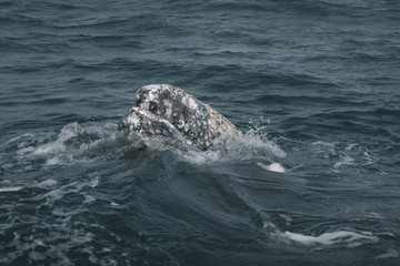 Obraz premium Rostrum of the Whale. Whale's head. Grey Whale birthing area. Laguna ojo de liebre. Guerrero Negro. Baja California Sur. Mexico.