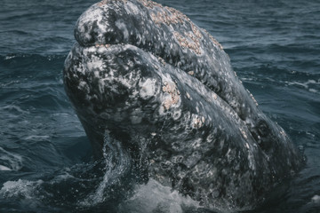 Rostrum of the Whale. Whale's head. Grey Whale birthing area. Laguna ojo de liebre. Guerrero Negro....