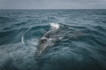 Obraz premium Baby Whale with mom. Grey Whale birthing area. Laguna ojo de liebre. Guerrero Negro. Baja California Sur. Mexico.