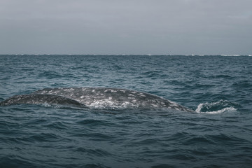 Obraz premium Baby Whale with mom. Grey Whale birthing area. Laguna ojo de liebre. Guerrero Negro. Baja California Sur. Mexico.