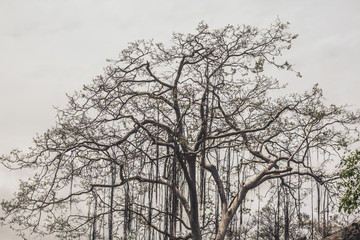 Fototapeta na wymiar Sri Lankan Tree