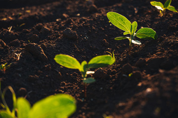 Small seedlings grow in the newly cultivated soil