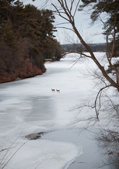 river in winter