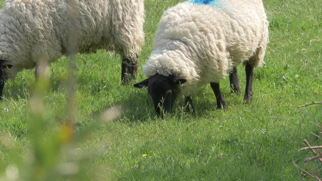 Suffolk Sheep Grazing On The Green Grass In Croyde, UK On A Sunny Day - medium shot