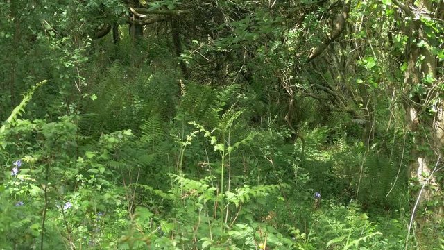 Green Plants And Trees In The Forest Of Croyde In Devon, UK Under The Sunlight - Scenic Nature View - medium shot
