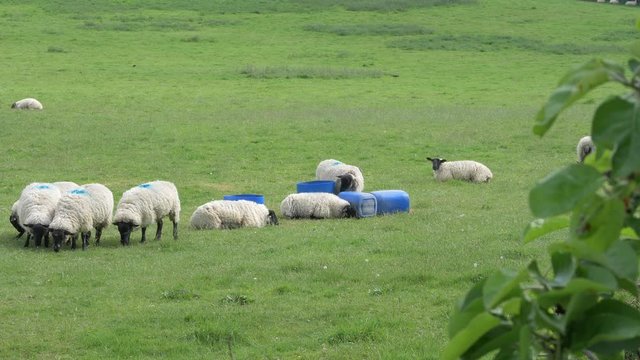 A Flock Of Suffolk Sheep Feeding And Resting On The Green Grassland In Devon, UK - medium shot