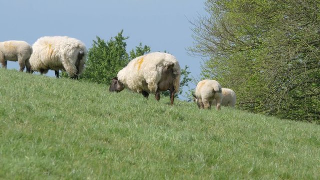 Herd Of Suffolk Sheep Grazing On The Green Field In Croyde, Devon, UK On A Bright Weather - medium shot