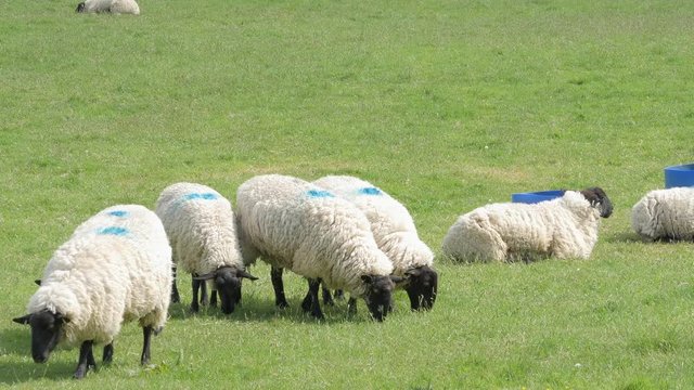 A Herd Of Suffolk Sheep Standing And Feeding On The Green Pasture In Croyde, Devon, UK. - wide shot
