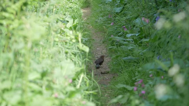 A Common Blackbird Standing On The Narrow Path Surrounded By Tall Lush Green Grass In Croyde, Devon, UK. - medium shot