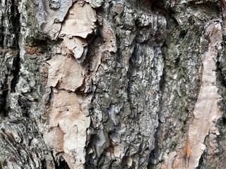 Closeup of the cracked bark of a tree.