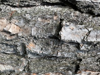 Closeup of the cracked bark of a tree.