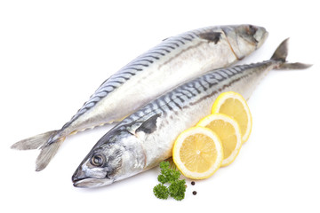 Mackerel fish on white background