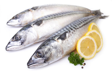 Mackerel fish on white background