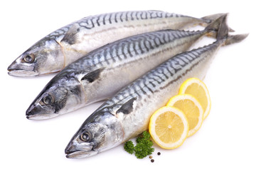 Mackerel fish on white background