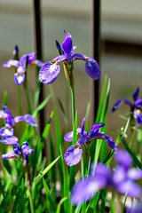 Siberian iris (Iris sanguinea) in full blooming in Japan