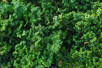 Green spike moss garden, tropical rain forest plant, nature concept background