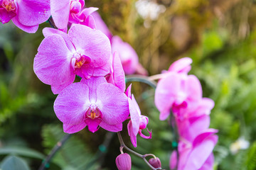 Purple orchid in tropical garden, outdoor day light, nature concept background, spring and summer season