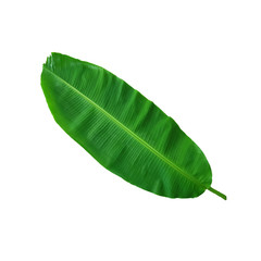 banana leaf on white background