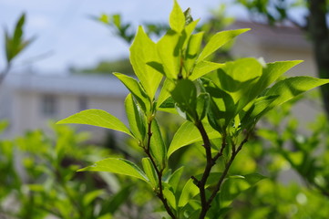 新緑（エゴノキ）