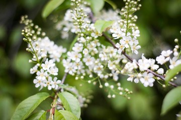 blossoming apple tree