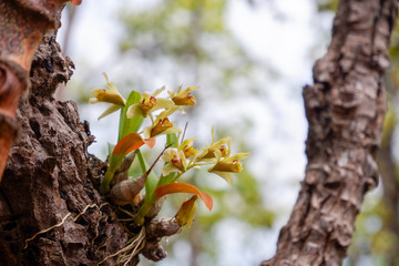 dendrobium delacourii. orchid flower in the forest