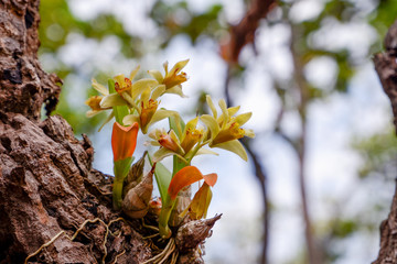 dendrobium delacourii. orchid flower in the wild