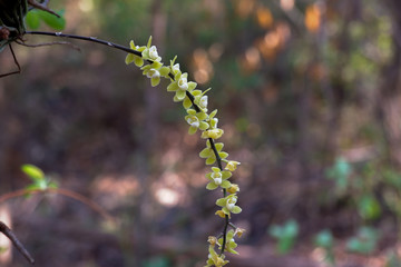 leafless orchid (Chiloschista viridiflava). Orchid flower in the forest