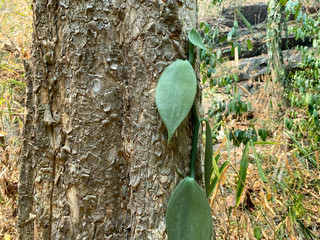 Thai Vanilla plant in nature or Vanilla siamensis Rolfe ex Kownie