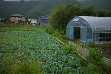 Vegetable garden in the back of the house with open space and greenhouses