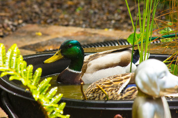 Tuktuk and Simone the Mallards, in Back-Yard Pond, Drake watching Hen Bob for Food in Waterfall Basin with Fern and Water Grass